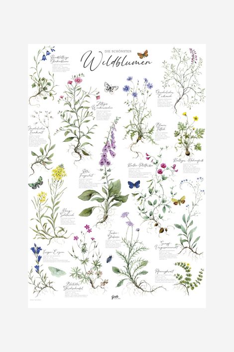 Poster Wildblumen A2