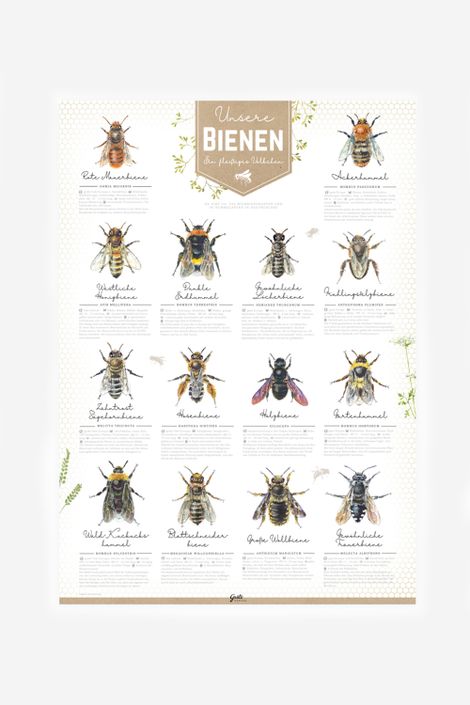 Poster Bienen A2